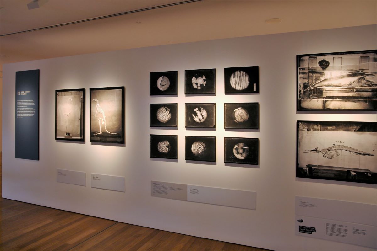 Some black and white photographs of scientific specimens in an art gallery. 