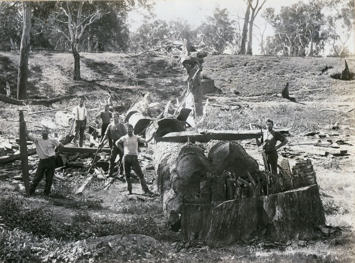 An historic photo of some men standing around some trees they have just felled. 