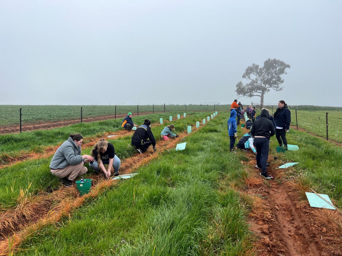 Wide shot of CSU farm planting grounds. Groups and pairs of volunteers are spread out planting seedlings.